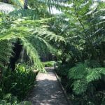 Mont Coot-tha Botanic Garden